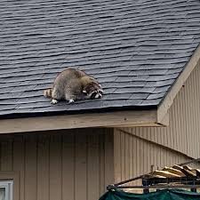 6 Things Cats Love More Than Food Cat Love Cute Funny Animals Indoor Cat