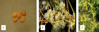 Image result for Cuscuta abyssinica