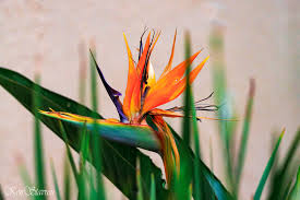 Image result for Securidaca welwitschii