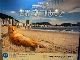 ネコ好き必見！日本大通り駅で「岩合光昭の世界ネコ歩き2展」 - YOKOHAMA LIFE