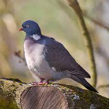 Pigeon Ramier Wikipedia