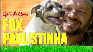 Treino de obediência com Odara