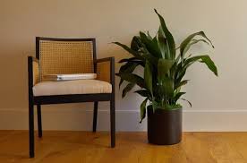 Buy your low light plants online from garden goods direct today! 28 Low Light Indoor Plants Safe For Cats And Dogs