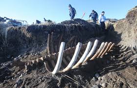 Image result for steller's sea cow