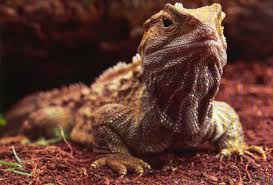 Image result for Rhynchosia totta