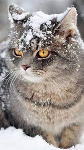 5 Winter Cat Grooming Tips To Help Kitty S Coat Through The Cold Dry Months Cattime Cats Pretty Cats Animals