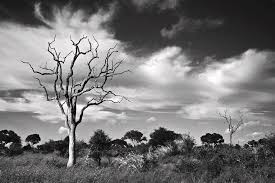 Maybe you would like to learn more about one of these? African Landscape Black And White By Pal Teravagimov Photography
