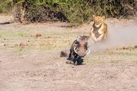 How Fast Can a Warthog Run? Top Speed & Other Interesting Facts