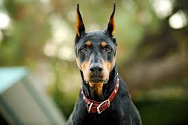 A veterinarian on justanswer noted that the expenses might vary anywhere from $110 to $790 or more, however, it will very much differ depending on where you live. Doberman Pinscher Dog Breed Information Characteristics Daily Paws