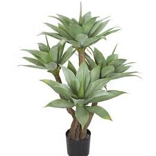 Alibaba.com'da i̇ç mekan süs bitkileri ve alanınız için doğru yeşilliği edinin. Hizli Gonderim Dogal Agave Bitkisi Tohumu