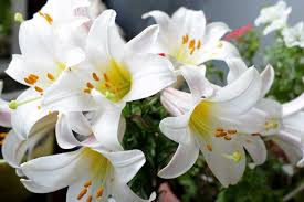 Bunga lily adalah bunga musim panas dengan nama latin marganya genus adalah lilium. Tips Menjaga Bunga Lili Putih Agar Selalu Mudah Dan Merekah