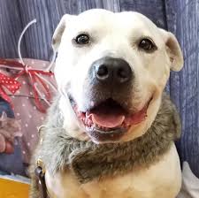 9775 colerain avenue, cincinnati, oh 45251. Cincinnati Animal Care Home Facebook
