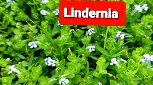 Image result for Lindernia monroi