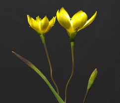 Image result for Hypoxis monanthos