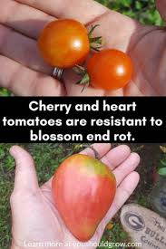 Growing Tomatoes How To Deal With Blossom End Rot Gardening Should Be Fun Don T St Growing Organic Tomatoes Gardening For Beginners Organic Vegetable Garden