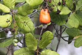 Image result for Vangueria ferruginea