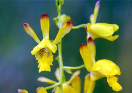 Image result for Eulophia angolensis