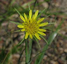 Tragopogon Dubius Wikipedia