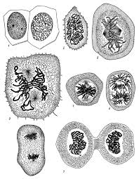 Animal cells differ from plant cells in several regards though, including the lack of vacuoles, chloroplasts, and cell walls. Cell Division Ii Biology Visionlearning