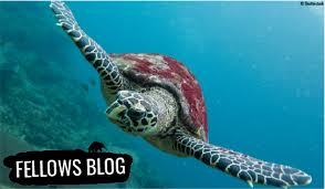 The generic name, eretmochplys, means oar turtle, from the way it swims, and the specific name, imbricata, means overlapping because the shields on the carapace overlap like tiles on a roof. Taggin Turtles Tracking Critically Endangered Hawksbill Sea Turtles Edge Of Existence
