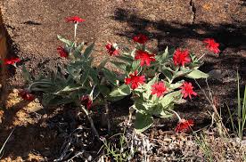 Image result for Erythrocephalum