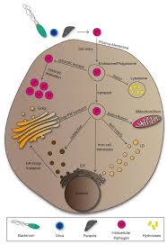 Image result for Intracellular Bacteria
