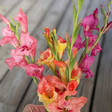 Image result for Gladiolus ecklonii