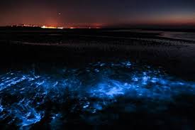 Thanks for listening to my latest mixtape called zeevonk, which is the dutch word for bioluminescent lights in the sea (which looks amazing as you can. Zeevonk Doet Zeewater Blauw Oplichten Allermooiste Natuurfenomeen Van Het Land Kw Be