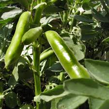 Fava beans not only taste great and are easy to grow, they make excellent cover crops adding nitrogen and organic matter to the soil. Broad Beans Sowing Growing And Harvesting Broad Beans