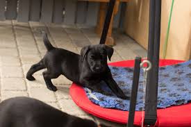 Danke schon mal für eure hilfe. Hunting Paws Opdraet Af Formel 1 Labrador Target Facebook