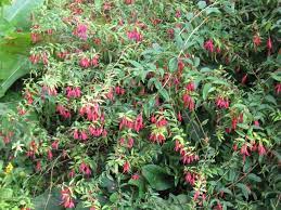 Hardy Fuchsia Bernisser Fuchsia Plant Pretty Flowers Hardy Fuschia