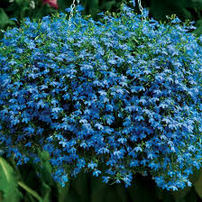 Lobelia Techno Blue Finegardening Planting Flowers Plants Ground Cover