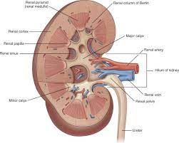Renal Cortex Renal Papilla Renal Sinus Anatomy Www Anatomynote Com Renal Sinusitis Human Body Anatomy