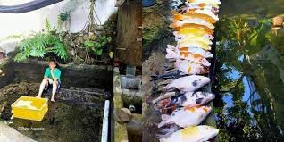 Baik karena masalah, pekerjaan, maupun kepenatan. Apes Minta Orang Kuras Kolam Semua Ikan Koi Kesayangan Mati Tak Tersisa Dream Co Id