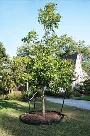 194 live oak tree premium video footage. Care Of New Trees Neil Sperry S Gardens