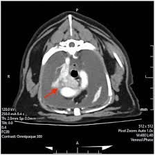 Image result for Chemodectoma