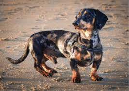 She has been our family pet for 2 years and. The Red Foundation Uk Latest Dachshund Rescue News