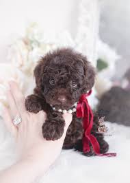My name is goldie and this is our teacup poodles story.i would like for you to take a look around our teacup poodles site to view our beautiful teacup poodles and tiny toy poodle puppies.our teacup poodles have coats of many colors such as: Chocolate Toy Poodle Puppies Teacup Puppies Boutique