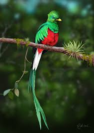 Birds That Start With Letter I Pin On Quetzales