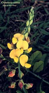 Image result for Crotalaria natalitia
