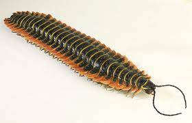 Art Illustration Arthropleura Is A Fossil Genus Of Diplopoda Millipedes Family Of Artropleuridos Similar To A G Invertebrates Prehistoric Prehistoric World
