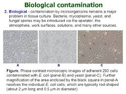 Unless large scale population of pure inoculum of test. Animal Cell Tissue And Organ Culture What