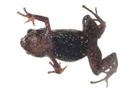 Image result for Pristimantis gladiator