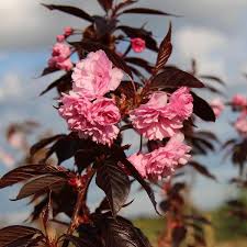 Maybe you would like to learn more about one of these? Prunus Royal Burgundy Flowering Cherry Tree Mail Order Trees