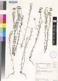 Image result for Helichrysum aureo-nitens