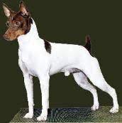Rat Terrier Puppies For Sale In Tennessee Conformation Show Dogs Agility Rally Working Security Police Rat Terrier Puppies Rat Terriers Rat Terrier Dogs