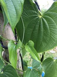 Image result for Dioscorea schimperiana