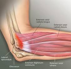 Movement at the elbow is flexion, extension and rotation of the forearm (supination & pronation). Lateral Epicondylitis Tennis Elbow Shoulder Elbow Orthobullets