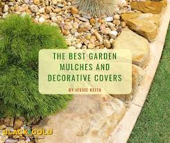 When it's spread tightly over a smooth soil surface, black plastic transmits the sun's heat to the soil beneath, creating a microclimate about three degrees warmer than an unmulched garden. Black Gold The Best Garden Mulches And Decorative Covers