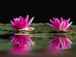 We did not find results for: Water Lilies Meaning And Symbolism In Different Cultures Religions Florgeous
